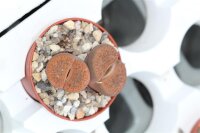 Lithops aucampiae v. koelemanii C 256 35km...