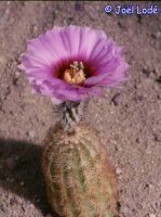 Echinocereus reichenbachii v. fitchii SB 853 Jim Hogg County, Texas, USA