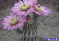 Echinocereus reichenbachii v. fitchii SB 853 Jim Hogg County, Texas, USA