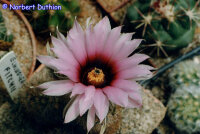 Echinocereus reichenbachii v. fitchii SB 853 Jim Hogg County, Texas, USA