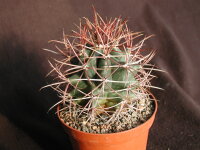 Ferocactus acanthodes Canyon de Guadalupe, BC.