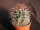 Ferocactus acanthodes Canyon de Guadalupe, BC.