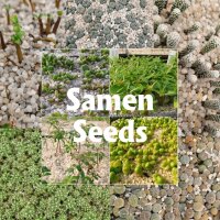 Ferocactus peninsulae ssp. viscainensis x fordii F1