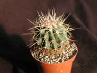 Ferocactus reppenhagenii Rep 664 Dos Aguas, Michoacan,...