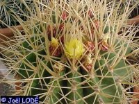 Ferocactus reppenhagenii Rep 664 Dos Aguas, Michoacan, Mexico, 2300 m