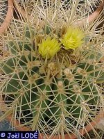 Ferocactus reppenhagenii Rep 664 Dos Aguas, Michoacan, Mexico, 2300 m