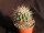 Ferocactus reppenhagenii Rep 664 Dos Aguas, Michoacan, Mexico, 2300 m