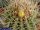 Ferocactus reppenhagenii Rep 664 Dos Aguas, Michoacan, Mexico, 2300 m
