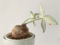 Sinningia leucotricha