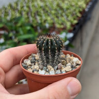 Uebelmannia pectinifera