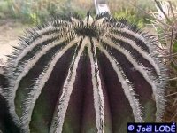 Uebelmannia pectinifera