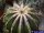 Uebelmannia pectinifera