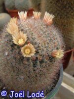 Mammillaria hirsuta Rep 1236