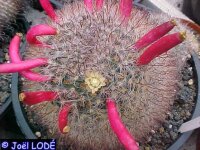Mammillaria hirsuta Rep 1236