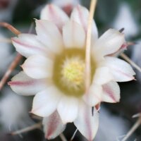 Mammillaria linarensis
