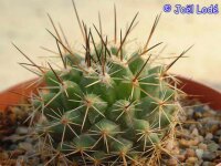 Mammillaria linarensis