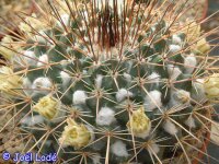 Mammillaria linarensis