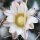 Mammillaria linarensis