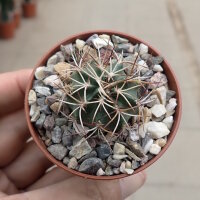 Echinocereus viridiflorus ssp. davisii