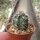 Echinocereus viridiflorus ssp. davisii