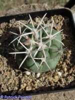 Coryphantha poselgeriana Rio Grande, Juan Aldama