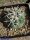 Coryphantha poselgeriana Rio Grande, Juan Aldama