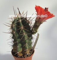 Echinocereus matudae (dw)