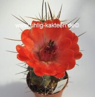 Echinocereus matudae (dw)