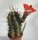 Echinocereus matudae (dw)