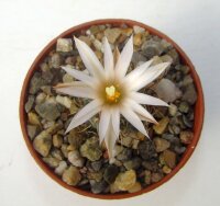Turbinicarpus graminispinus