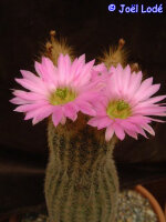 Echinocereus websterianus