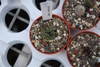 Turbinicarpus mysakii