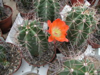 Echinocereus coccineus v. rosei (dw)