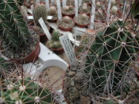 Echinocereus coccineus v. rosei (dw)