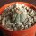 Echinocactus horizonthalonius El Peyote