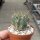 Lobivia ferox
