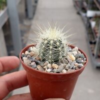 Stephanocereus leucostele