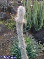 Stephanocereus leucostele