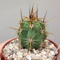 Trichocereus macrogonus