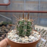 Trichocereus macrogonus