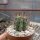Trichocereus macrogonus