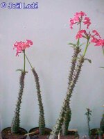 Pachypodium baronii