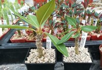 Pachypodium baronii