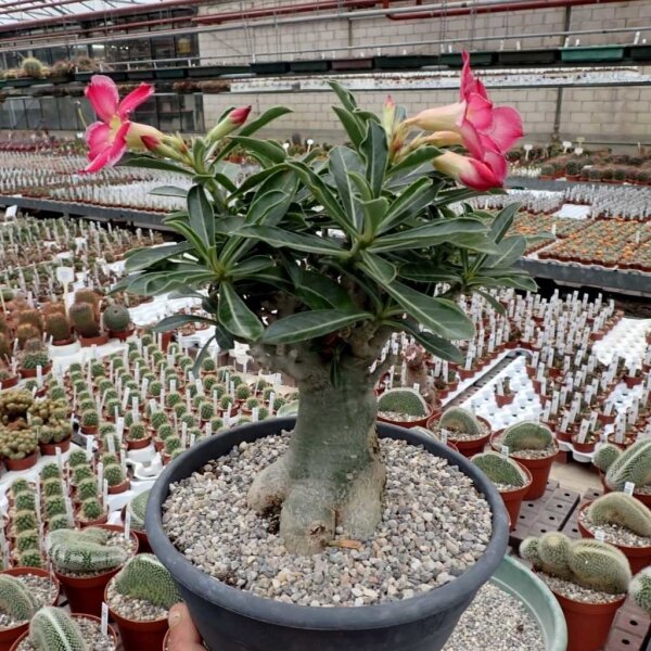 Wüstenrosen kaufen | Adenium