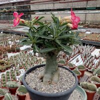 Adenium obesum cv. Border