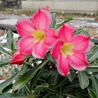 Adenium obesum cv. Border