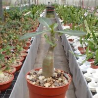 Adenium obesum cv. Border