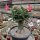 Adenium obesum cv. Border