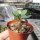 Adenium obesum cv. Border