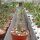 Adenium obesum cv. Border